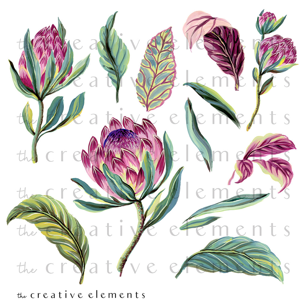 Painted Protea
